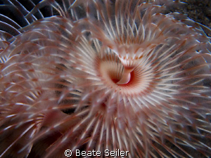Spiral Tube Worm , taken with Canon G10 and UCL165 by Beate Seiler 